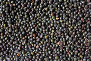 Black Gram or Black Mung isolated on White Background