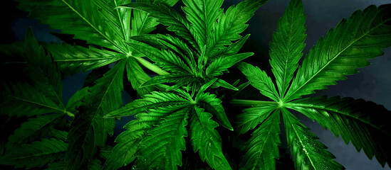 background of juicy green marijuana leaves, cannabis plant on dark.