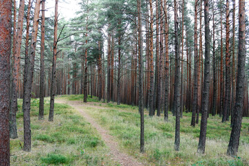 Fototapeta premium Baltic forest with straight pine trunks