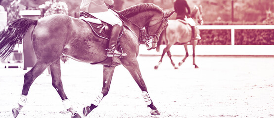Sorrel dressage horse and rider in uniform performing jump at show jumping competition, duotone,...