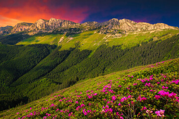 Fototapeta na wymiar Pink rhododendron flowers in the mountains at sunset, Bucegi, Romania