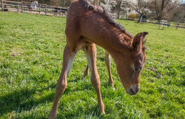 Chestnut colored foal of mustang horse in spring at meadow