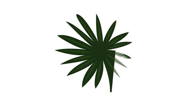 Fan palm icon animation