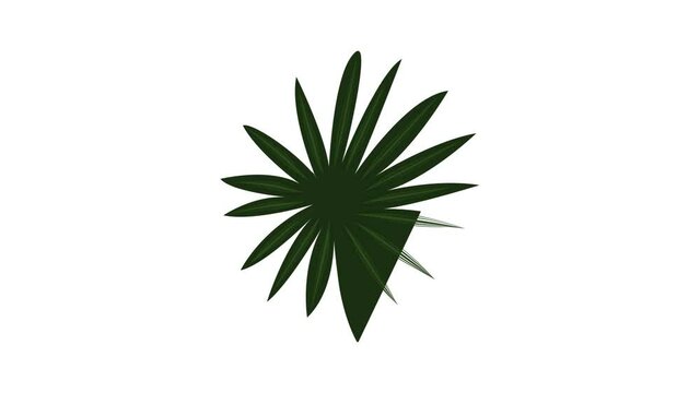 Fan palm leaf icon animation