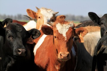 Guernsey and Angus cows shot closeup west of Sterling Kansas USA out in the country that's bright and colorful with blue sky.