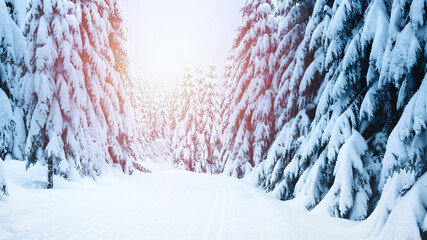 Winter landscape in the mountains, trees covered with snow on a hiking trail.