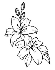 Bouquet of blooming lilies. vector illustration. Black and white drawing for the design of presentations, invitations, wedding decor.
