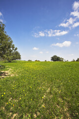 Midday on blossoming hills of Mediterranean sea - grass, flowers and trees