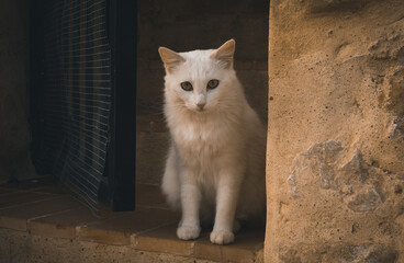 Beautiful white cat with cute paws standing on the threshold looking straight at the camera