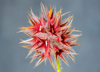 Primavera e fioriture in Sardegna