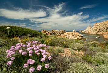 Obraz premium Primavera e fioriture in Sardegna
