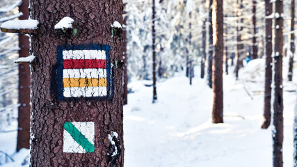 The hiking trail leads through the snow-covered forest in winter in the Stolowe Mountains.