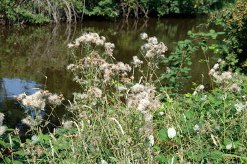 Fototapeta na wymiar FU 2020-08-11 Fries T2 544 blühender Strauch mit weißen Blüten