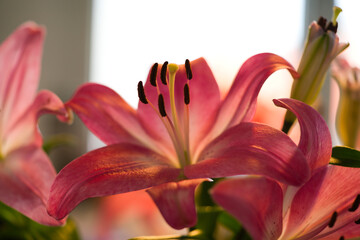 close-up of a single pink lily with blurred light background
