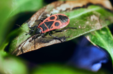 Red soldier bug. Macro photo.