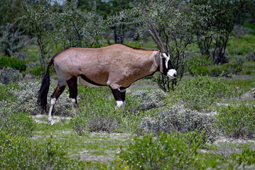 Oryxantilope, Oryx gazella..South African oryx antelopoe, Oryx gazella