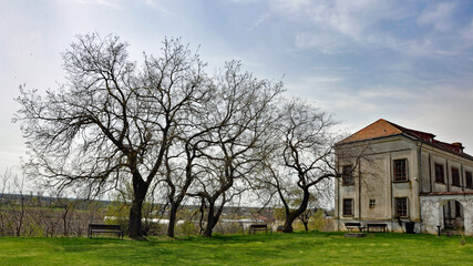 intricate trees near an old building