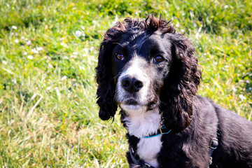 English Cocker Spaniel black dog