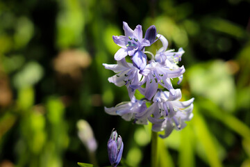 Spring UK Flower in Devon