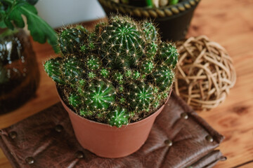 Cacti in pot. Cozy home decor concept. Indoor plant on wooden table. 
