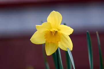 Fototapeta premium Fresh yellow blooming daffodil in April