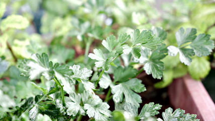 parsley home-grown