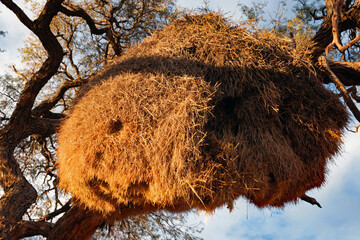 Webervogelnest/Namibia