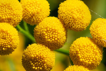 A close-up view of Tansy (Tanacetum vulgare)