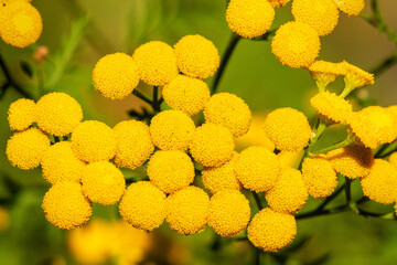 A close-up view of Tansy (Tanacetum vulgare)