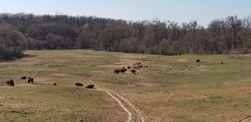Fototapeta na wymiar herd of buffalos
