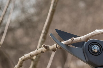.black pruning shears cutting a branch of a tree or bush