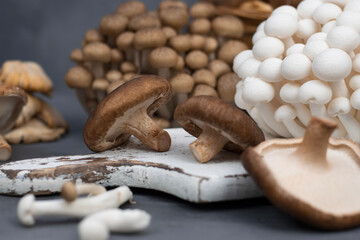 Variety of uncooked wild forest mushrooms isolated on gray background.