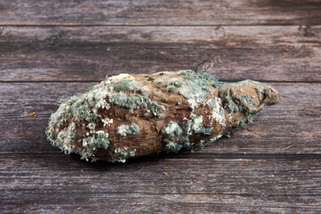 moldy food fungi mold on rotten sweet potato