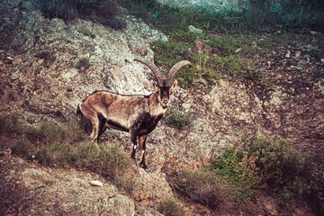 Male wild horned goat of the species Capra pyrenaica hispanica also called Spanish horned goat also called mountain goat