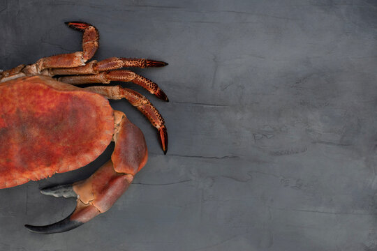 Half of big boiled crab on gray concrete background. Seafood background. Close up. Top view. Copy space.