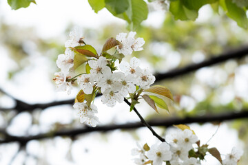 White cherry blossom