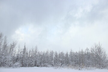 여행, 비에이, 일본, japan, Hokkaido, 눈, 쌓이다, 홋카이도, Hokkaido, winter, snow