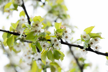 White cherry blossom