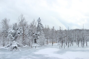 여행, 비에이, 일본, japan, Hokkaido, 눈, 쌓이다, 홋카이도, Hokkaido, winter, snow