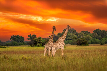 Fototapeta premium This adult rothschild giraffe (Giraffa camelopardalis rothschildi) is seen walking through open grassland.