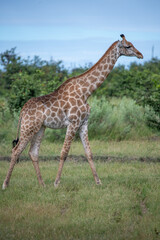 This adult rothschild giraffe (Giraffa camelopardalis rothschildi) is seen walking through open grassland.