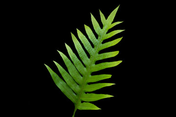green tropical leaves on black background