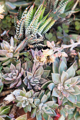 Fototapeta premium Bees feeding on nectar and pollen inside flowers of a succulent plant.
