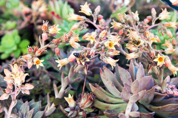 Bees feeding on nectar and pollen inside flowers of a succulent plant.