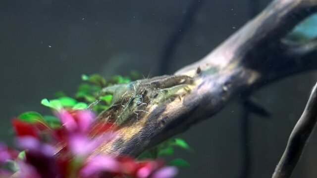 Grass shrimps foraging in the fish tank