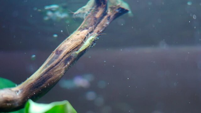 Grass shrimps foraging in the fish tank