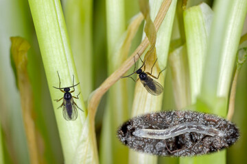 Larva and adult of Dark-winged fungus gnat, Sciaridae on the soil. These are common pests that...