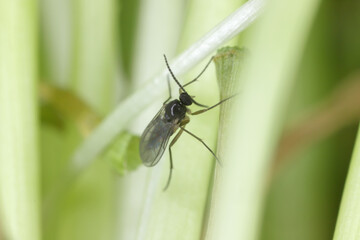 Fototapeta premium Adult of Dark-winged fungus gnat, Sciaridae on the soil. These are common pests that damage plant roots, are common pests of ornamental potted plants in homes