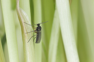 Adult of Dark-winged fungus gnat, Sciaridae on the soil. These are common pests that damage plant roots, are common pests of ornamental potted plants in homes