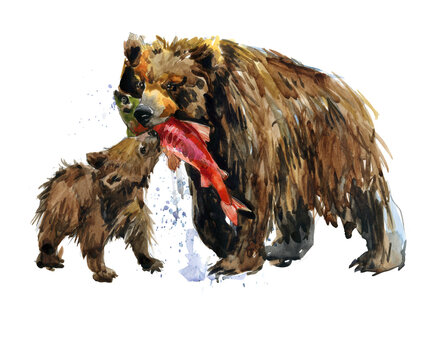 Grizzly Bear watercolor illustration isolated on white background